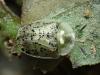 Cassida nebulosa